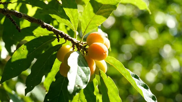 Close view of ripening loquat cluster on a tree.