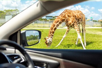 View from car on Giraffe in drive through safari zoo © Maria