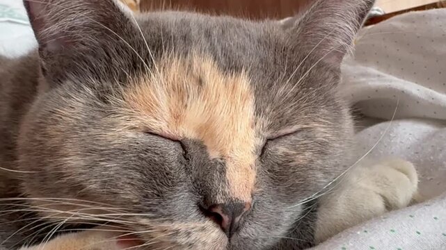 Cat (Felis catus). Macro close-up of a sleeping angry calico cat with closed eyes on a white blanket