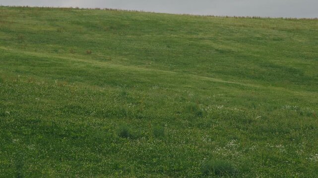 Gray sky and gently sloping grassy landscape
