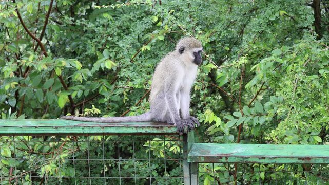 A wild monkey perched around a safari jeep during a close wildlife encounter, creating a striking scene that captures the unpredictable character of observing animals in their natural habitat. The cur
