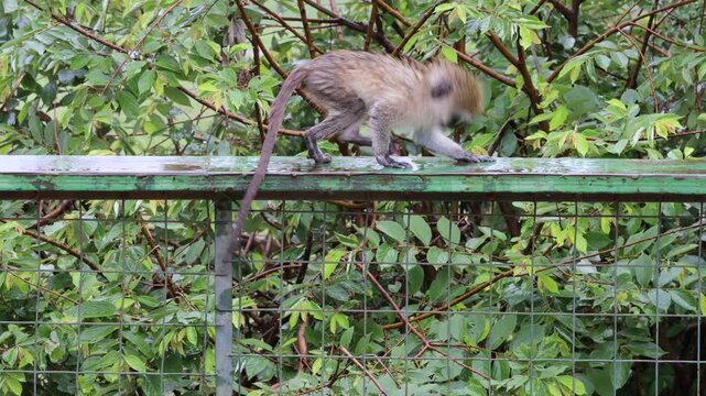 A wild monkey perched around a safari jeep during a close wildlife encounter, creating a striking scene that captures the unpredictable character of observing animals in their natural habitat. The cur