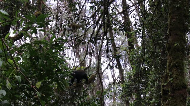 A wild monkey perched around a safari jeep during a close wildlife encounter, creating a striking scene that captures the unpredictable character of observing animals in their natural habitat. The cur