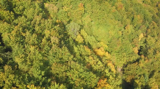 AERIAL TOP DOWN: Dense autumn forest canopy stretches across the hilly landscape. Green and yellow treetops create a rich natural pattern that reveals the seasonal colour changes in the vast woodland.
