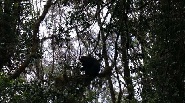 A wild monkey perched around a safari jeep during a close wildlife encounter, creating a striking scene that captures the unpredictable character of observing animals in their natural habitat. The cur
