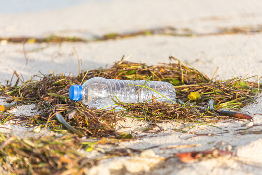 plastic bottle with cap washed up on beach mixed with seaweed