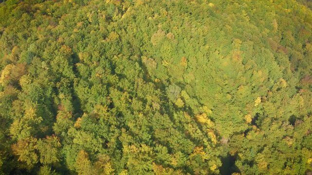 AERIAL: Autumn woodland surrounding a natural clearing in the hills of Gorenjska, Slovenia. Yellow and green treetops form a colorful mosaic across the rolling countryside in bright seasonal sunlight.