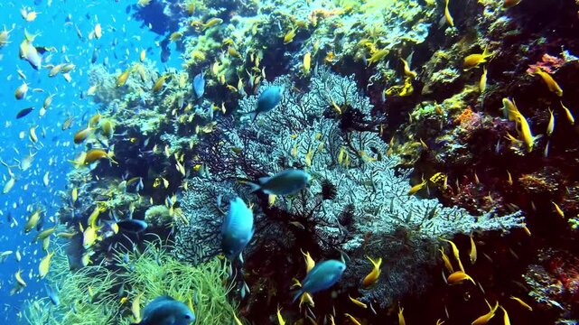 Vibrant coral reef ecosystem teeming with colorful tropical fish swimming among sea fans and deep underwater marine life formations.