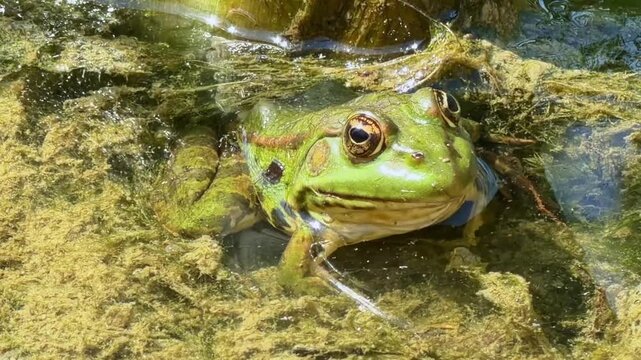 Close-up view of green frog resting in pond water surrounded by green algae