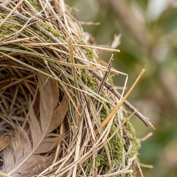 Intricate weaver bird nest construction details in soft natural light.