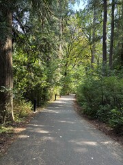 Fototapeta premium Empty Paved Forest Road Through Tall Green Trees with Sunlight, Leading Lines and Peaceful Woodland Trail Perspective