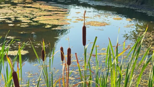 Close up view of brown cattails and green reeds swaying along calm pond water edge