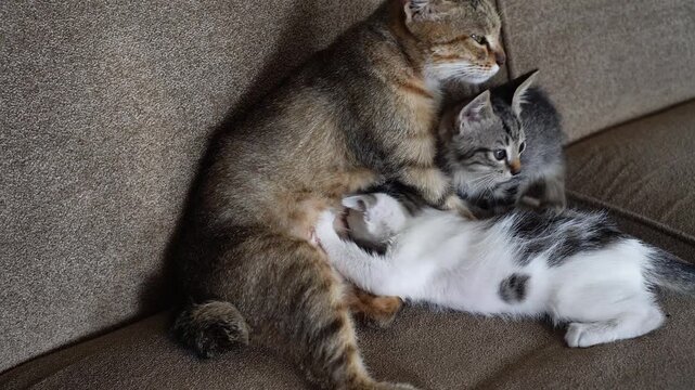Mother cat nursing kittens on cozy sofa. Tender moment of maternal care with young cats feeding. Natural, intimate, domestic scene for pet lovers and animal content creators.