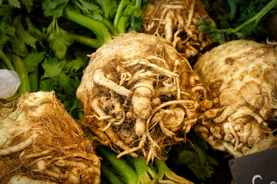 Fresh raw celeriac roots with visible stalks and green leaves displayed at a market stand. Organic healthy root vegetable