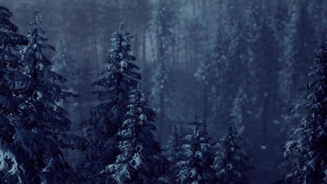Snow covers tall trees in a dense forest. The sky is dark and the surrounding area has low visibility. It is evening and the scene creates a quiet atmosphere.