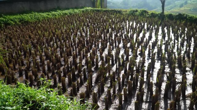 Rows of young rice plants stand upright in shallow water across a flooded paddy field under bright sunlight with green vegetation bordering the edges and distant hills visible.