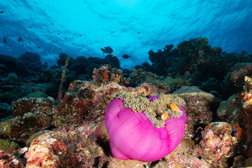 Nudibranch with its eggs © Stephen