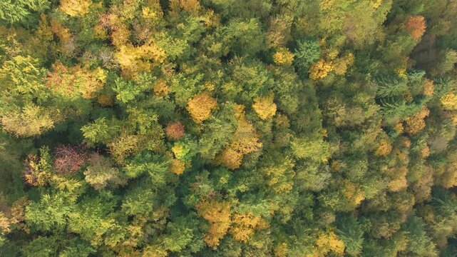 AERIAL TOP DOWN: Yellow, green and orange treetops in a dense autumn forest. Colourful trees create an organic patchwork that highlights the changing season and vibrant natural woodland texture.