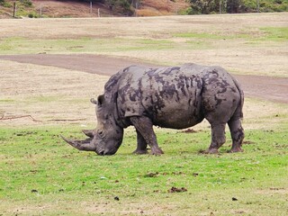 rhino in the wild © Ting