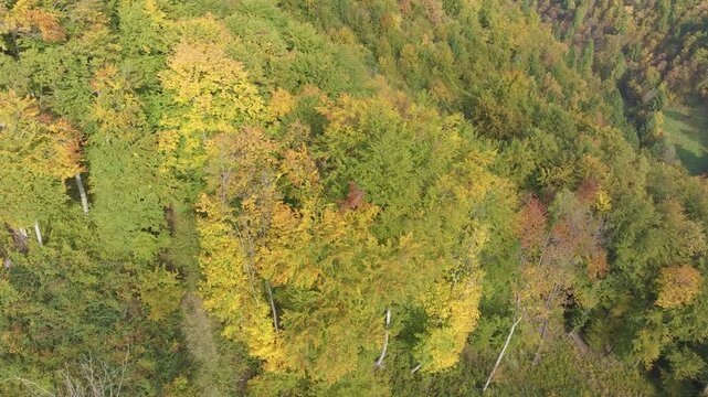 AERIAL: Colourful autumn hillside covered with dense forest in Gorenjska, Slovenia. Yellow, green and orange foliage follows the contours of the valley, creating vibrant seasonal countryside landscape