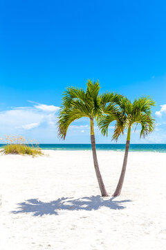 Twins Palm Trees in Florida beach, USA with copy space