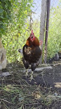 Red rooster crowing in traditional free range poultry yard outside. Vertical footage