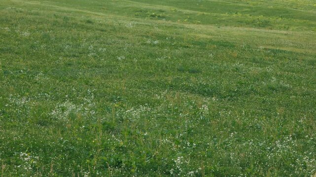 Grassland on a Gentle Slope
