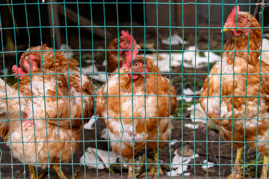 Brown hen chickens close up inside a wire mesh fence coop cage on a farm with blurred agricultural backyard background