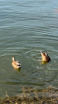 Mallard ducks swimming and diving for food