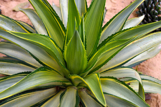 Close up of Agave americana variegata leaves in desert garden