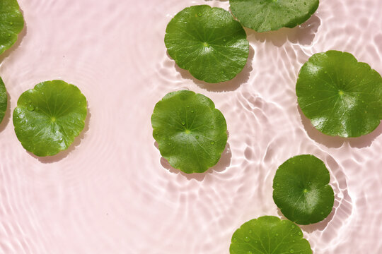 Green gotu kola leaves floating on clear rippling water, pink background
