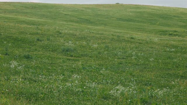 Gray sky and gently sloping grassy landscape
