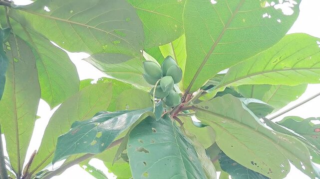 Close-up of a cluster of young Terminalia catappa fruits