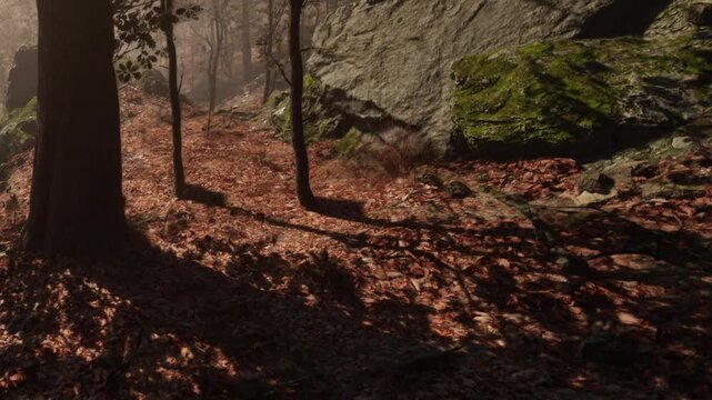 A forest path shows fallen leaves and rocks in the sunlight. Shadows of trees stretch across the ground. It appears to be autumn with orange and brown colors.