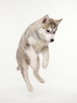 Siberian husky puppy jumping in mid air isolated on white background