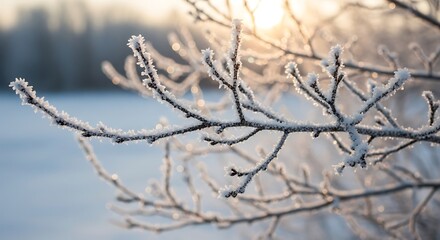 Obraz premium Frost covered tree branches glisten beautifully against soft glowing sunlight