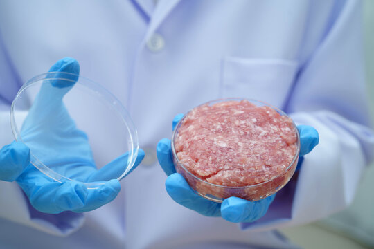 Scientist holding Petri dish with meat in science laboratory for food product development.