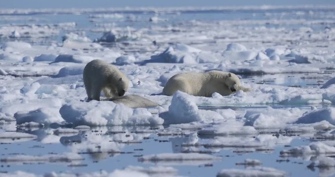 Polar bear eating walrus (Ursus maritimus) on melting sea ice banner