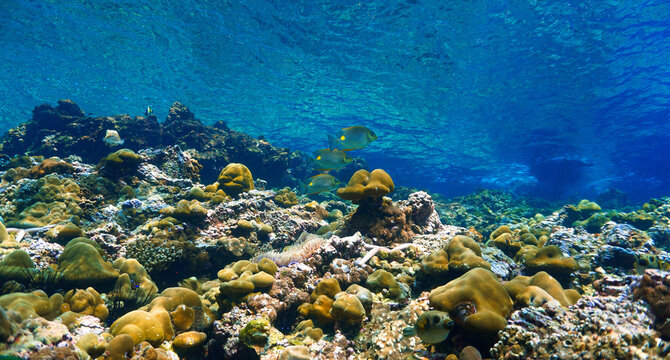 Underwater photo of a tropical fish at a coral reef. From a scuba dive in Thailand. Andaman Sea. Indian Ocean.