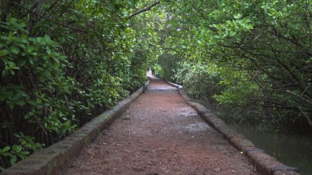 Narrow stone path winding through dense green mangrove forest during rain.
