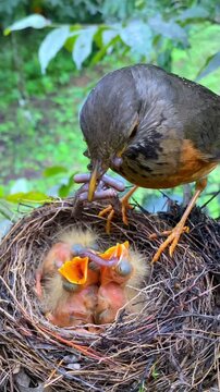 Mother bird feeding hungry little chicks in nest during springtime nature documentary video motion clip