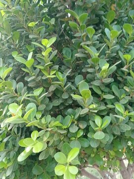 Green ficus microcarpa shrub foliage close up. Dense evergreen leaves of banyan tree hedge in a garden. Natural background texture for landscaping, gardening, and eco friendly concepts.