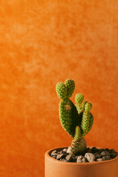 Cactus en macetas de barro con fondo naranja 