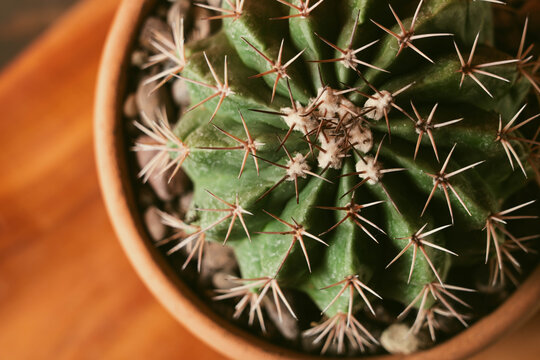 Cactus en macetas de barro con fondo naranja 