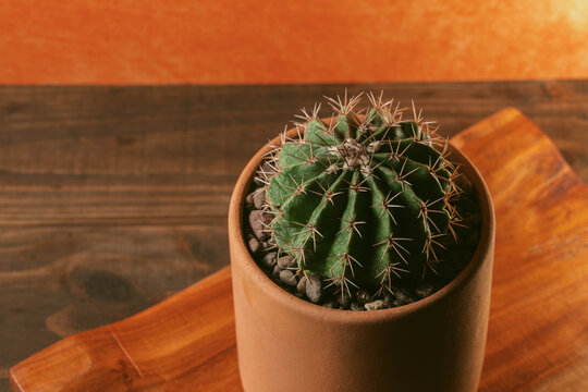 Cactus en macetas de barro con fondo naranja 
