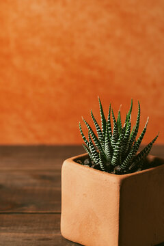 Cactus en macetas de barro con fondo naranja 