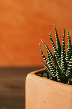 Cactus en macetas de barro con fondo naranja 