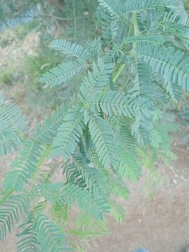 Green acacia leaves close up photo. Features detailed pinnate foliage of a mimosa tree branch against a soft ground blur. Natural botanical background for environmental and outdoor concepts.