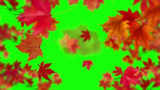 Autumn leaf reveal transition swirling red maple foliage blowing toward on green screen background