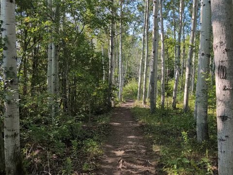 Gaspesie, Quebec, 26 August 2026 : A narrow dirt path winds through a sunny aspen forest with green leaves swaying in breeze